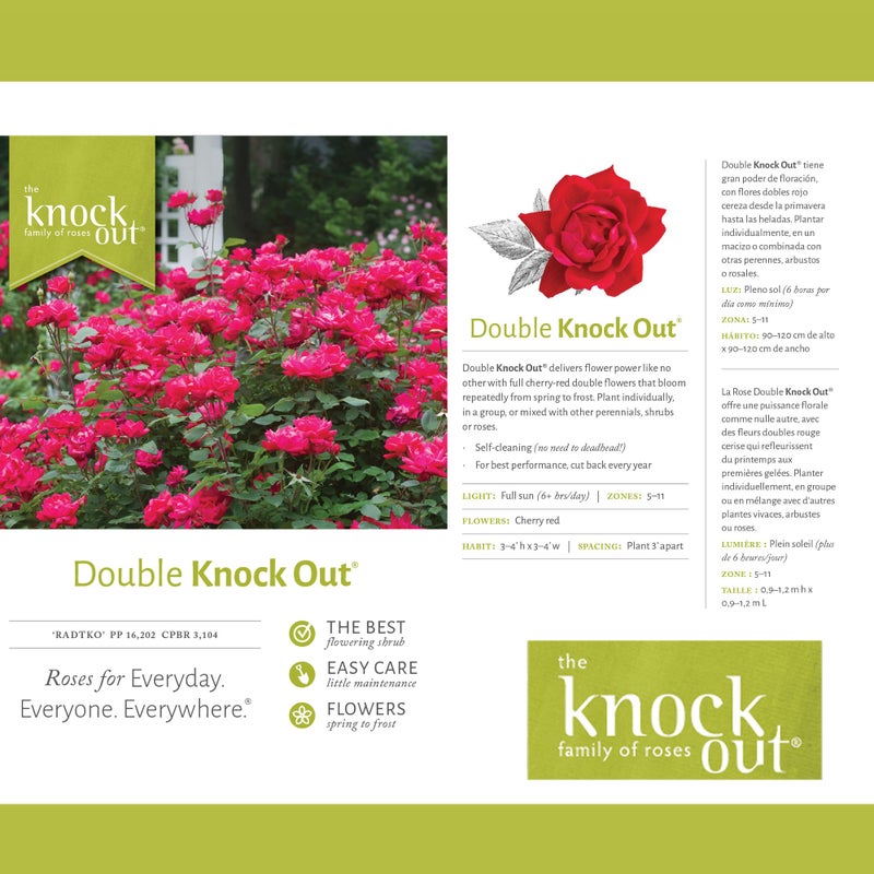 Knockout Double Rose, 2 Gal, Red Blooms - Image 3
